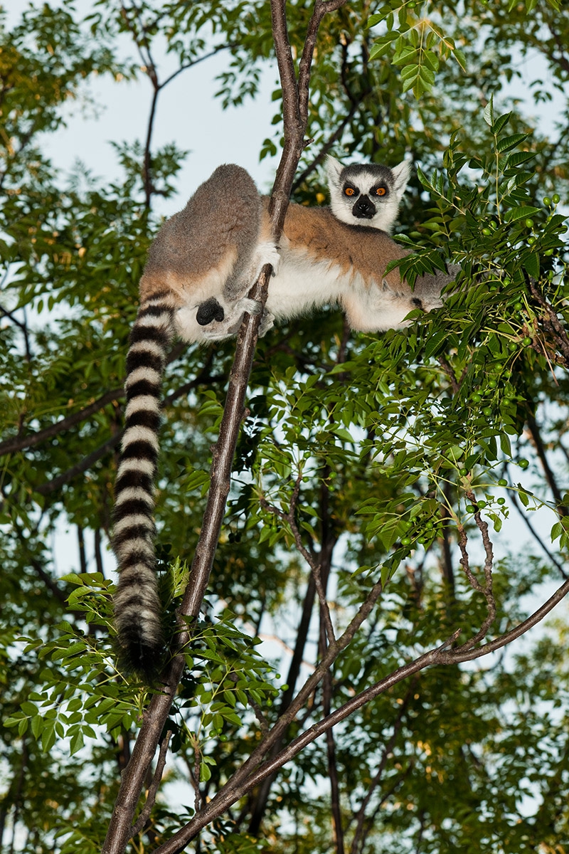 Ringed-tail-lemur-in-tree-10b