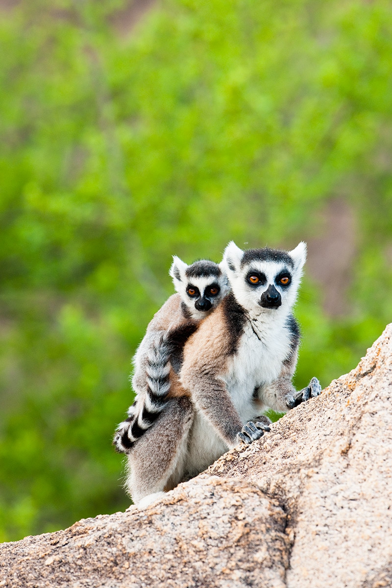 Ringed-tail-lemur-mother-and-baby-2d