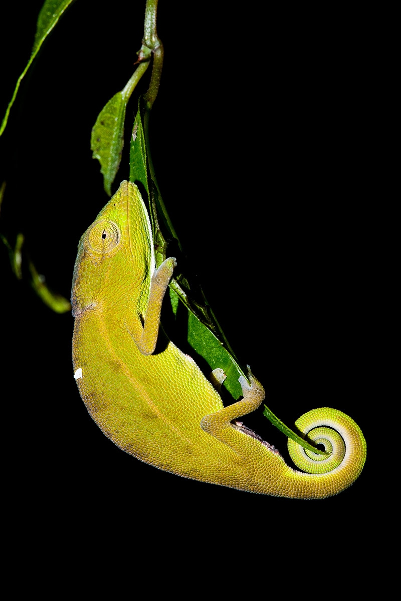Short-nosed-chameleon-3b