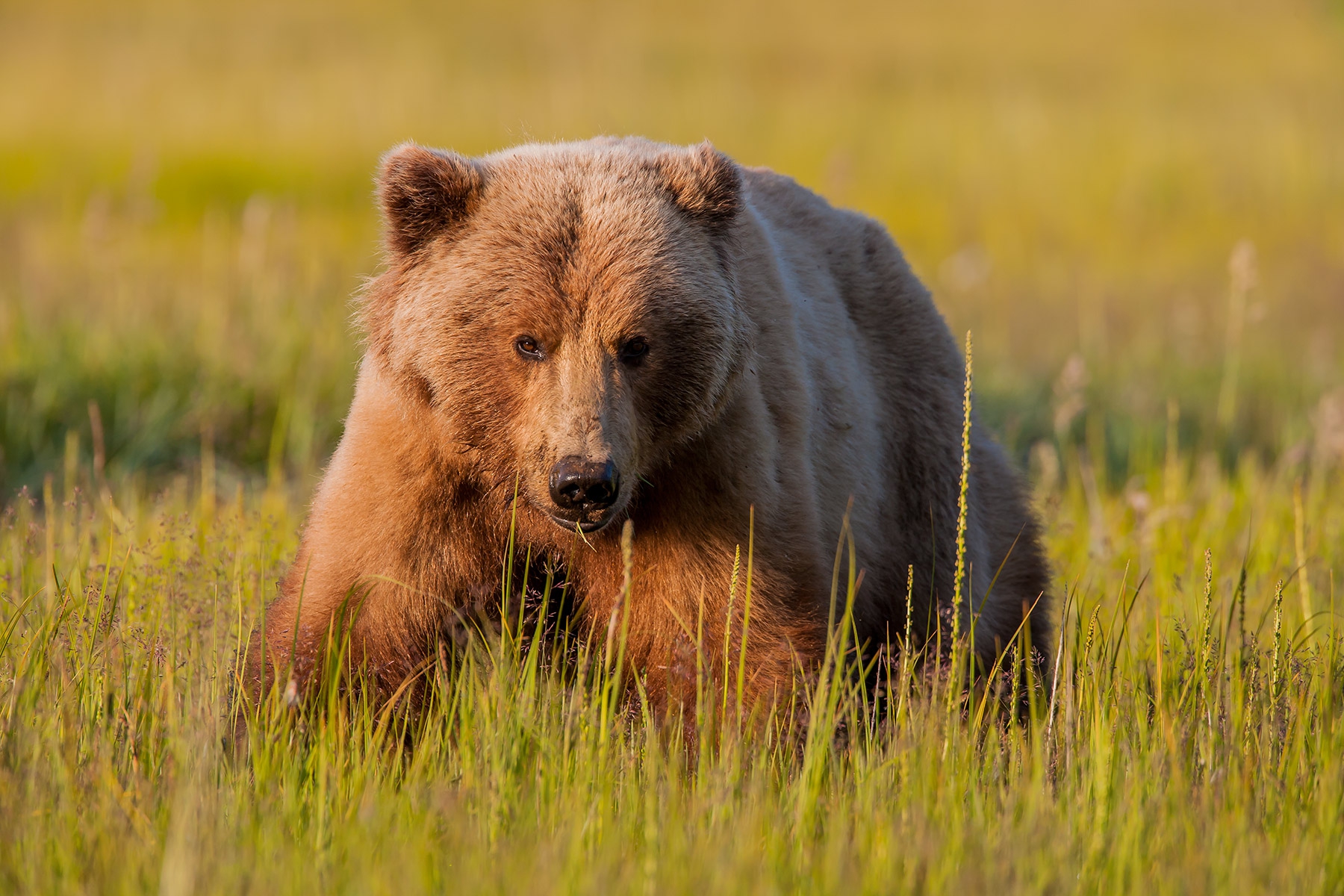 Grizzly bear Alaska feeding on grass