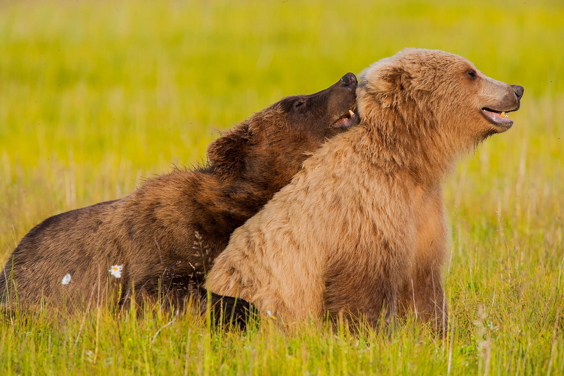 Alaska grizzly bears mating
