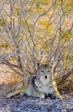 Mojave-3