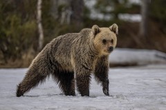 11_Z9I2409-Enhanced-NR