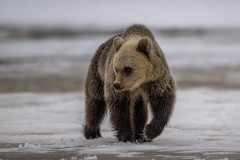 12_Z9I2648-Enhanced-NR