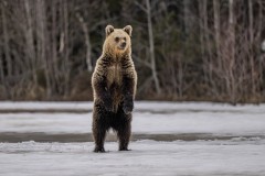 13_Z9I3387-Enhanced-NR