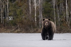 1_Z9I3169-Enhanced-NR