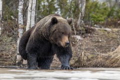 4_Z9I2801-Enhanced-NR