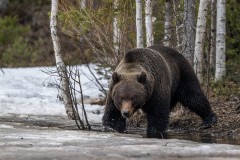 5_Z9I2904-Enhanced-NR