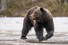 6_Z9I2835-Enhanced-NR