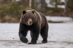 7_Z9I3074-Enhanced-NR