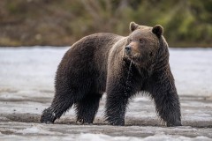 8_Z9I3109-Enhanced-NR