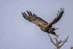 6_Z9I1631-Enhanced-NR
