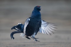 13_Z829009