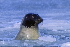 Harp seal adult male