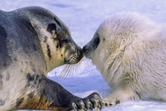 Harp seal mother and pup