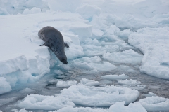 West-ice-hooded-seal-female-2b