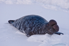 West-ice-hooded-seal-male-2v