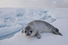 West-ice-hooded-seal-pup-in-landscape-1e
