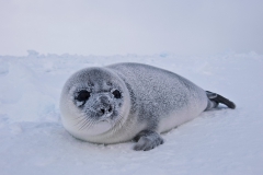 West-ice-hooded-seal-pup-in-landscape-8h