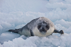 West-ice-hooded-seal-pup-in-slush-ice-1i