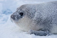West-ice-hooded-seal-pup-portrait-3d