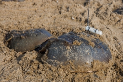 1. Tandem met zender graaft zich in
