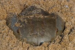 2. Ingraven helpt om de brandende zon te overleven