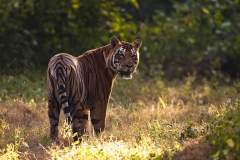 Bengal tiger 2