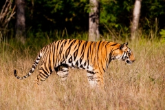Bengal-tiger-6c