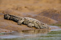 Crocodile-3b