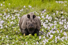 Indian rhino in water hyacinth field 2h