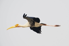 Painted stork flying 4