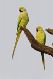 Rose-ringed parakeet 2b