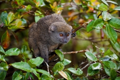 Bamboo-lemur-4