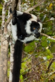 Black-and-white-ruffed-lemur-5c