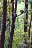 Brown-lemurs-in-tree-1e
