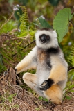 Diademed-sifaka-1d