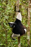 Indri-5c