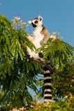 Ringed-tail-lemur-eating-flowers-3a