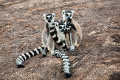 Ringed-tail-lemur-family-2a