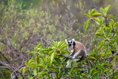 Ringed-tail-lemur-in-tree-3b