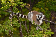 Ringed-tail-lemur-in-tree-8