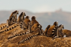 Ringed-tail-lemur-on-rocks-14