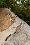 Ringed-tail-lemur-on-rocks-3b