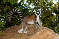 Ringed-tail-lemur-on-rocks-4b