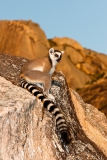 Ringed-tail-lemur-on-steep-rocks-1