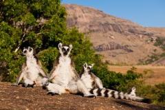 Ringed-tail-lemur-sun-bathing-1b
