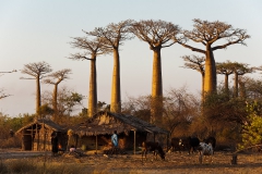 Baobabs-and-farm-1e