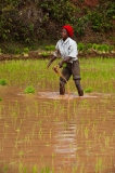 People-working-in-rice-fields-4b