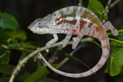 Panther-chameleon-14a